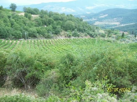 Винодельческая усадьба в Греве-ин-Кьянти 